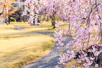 元離宮二条城の桜 京都府 の情報 ウォーカープラス