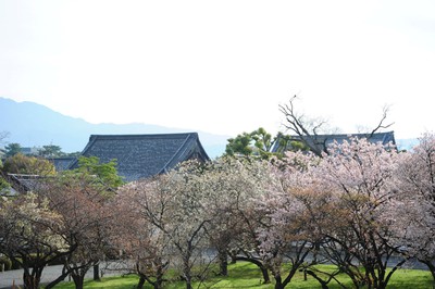 元離宮二条城の桜 京都府 の情報 ウォーカープラス