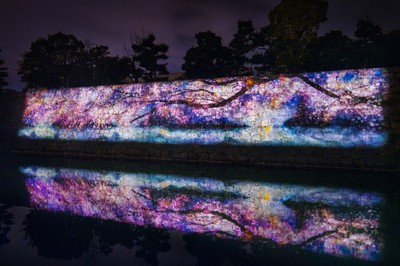 元離宮二条城の桜 京都府 の情報 ウォーカープラス