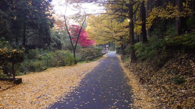 黒山三滝の紅葉 埼玉県 の情報 ウォーカープラス