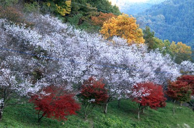 城峯公園の紅葉 埼玉県 の情報 ウォーカープラス