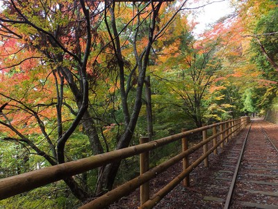 井川湖の紅葉 静岡県 の情報 ウォーカープラス