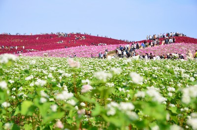 きて みて さわって コキアカーニバル 茨城県 の情報 ウォーカープラス