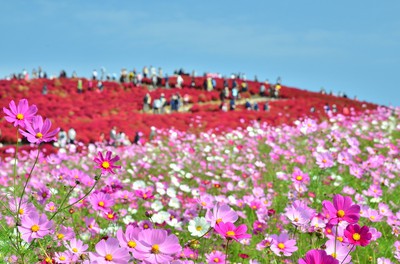 きて みて さわって コキアカーニバル 茨城県 の情報 ウォーカープラス