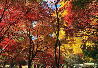 新宿御苑の紅葉 東京都 の情報 ウォーカープラス