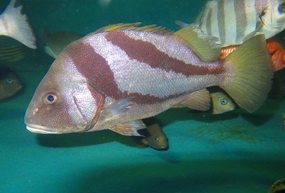 お正月特別水槽展示 おめでたい マダイに あやかりたい 魚たち 山口県 の情報 ウォーカープラス