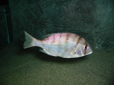 お正月特別水槽展示 おめでたい マダイに あやかりたい 魚たち 山口県 の情報 ウォーカープラス