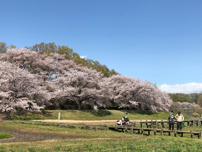 大宮第二公園の桜 埼玉県 の情報 ウォーカープラス