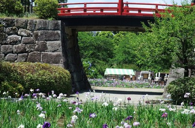 小田原城あじさい花菖蒲まつり 神奈川県 の情報 ウォーカープラス