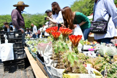 区民植木市 東京都 の情報 ウォーカープラス