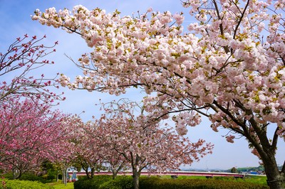 やなせ苑桜づつみの桜 兵庫県 の情報 ウォーカープラス