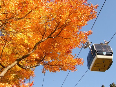 大涌谷の紅葉 神奈川県 の情報 ウォーカープラス