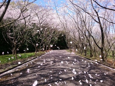高尾山自然公園 大分県 の情報 ウォーカープラス