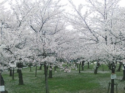 城北公園 大阪府 の情報 ウォーカープラス