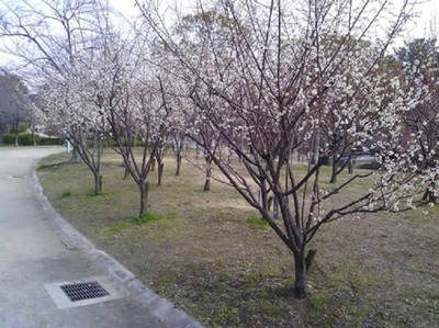 城北公園 大阪府 の情報 ウォーカープラス