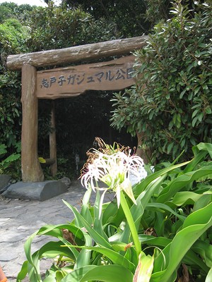 志戸子ガジュマル公園 鹿児島県 の情報 ウォーカープラス