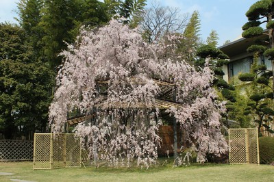 松花堂庭園 美術館 京都府 の情報 ウォーカープラス