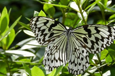 東村ふれあいヒルギ公園 沖縄県 の情報 ウォーカープラス