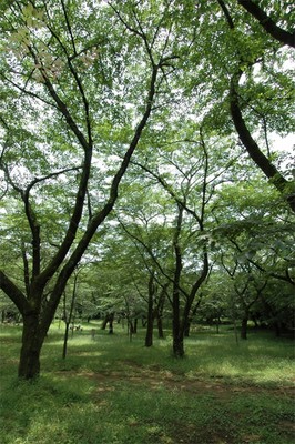 飯山白山森林公園 神奈川県 の情報 ウォーカープラス