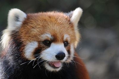 高知県立のいち動物公園 高知県 の情報 ウォーカープラス