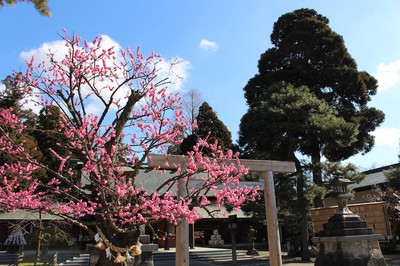 射水神社 富山県 の情報 ウォーカープラス