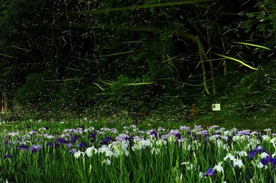 しらさぎ森林公園 新潟県 の情報 ウォーカープラス