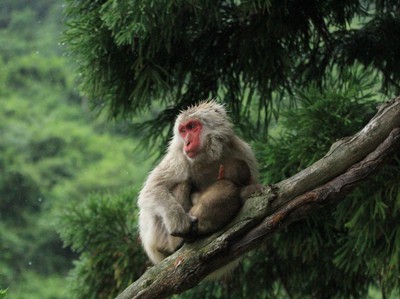 地獄谷野猿公苑 長野県 の情報 ウォーカープラス