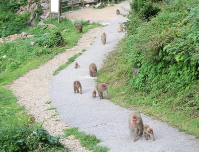 地獄谷野猿公苑 長野県 の情報 ウォーカープラス