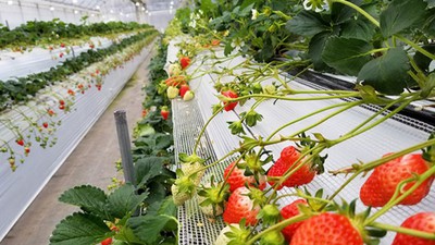 筑紫野いちご農園 ストロベリーフィールズ 福岡県 の情報 ウォーカープラス