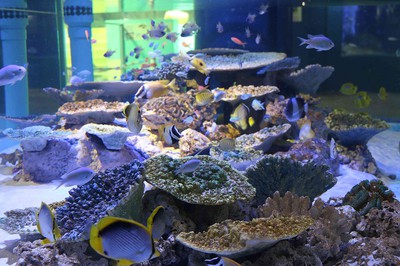 蒲郡市竹島水族館 入館制限 愛知県 の情報 ウォーカープラス