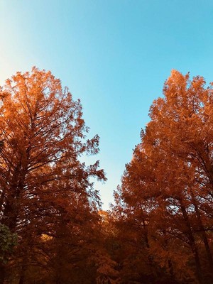 杉村公園 和歌山県 の情報 ウォーカープラス