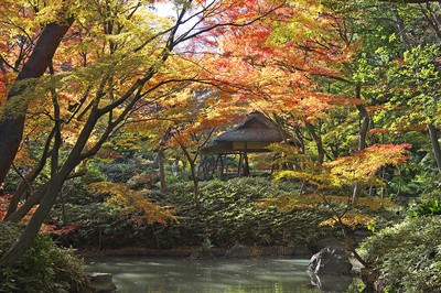 六義園 臨時休園 東京都 の情報 ウォーカープラス