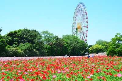 国営ひたち海浜公園 茨城県 の情報 ウォーカープラス