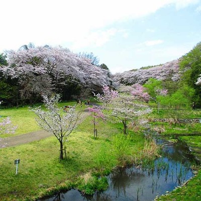 神奈川県立相模原公園 神奈川県 の情報 ウォーカープラス