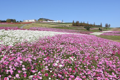 兵庫県立公園あわじ花さじき 兵庫県 の情報 ウォーカープラス