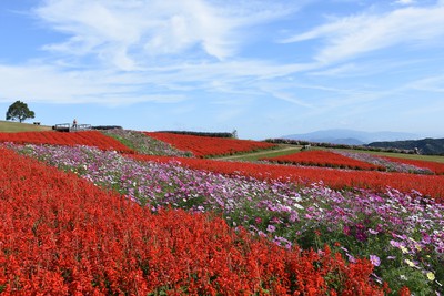 兵庫県立公園あわじ花さじき 兵庫県 の情報 ウォーカープラス