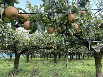 矢口果樹園 茨城県 の情報 ウォーカープラス