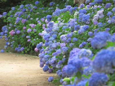 神戸市立森林植物園 兵庫県 の情報 ウォーカープラス