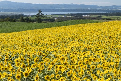 朝日ヶ丘公園 北海道 の情報 ウォーカープラス