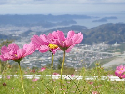 鷲ヶ峰コスモスパーク 和歌山県 の情報 ウォーカープラス