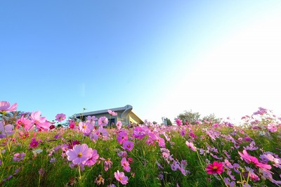 鷲ヶ峰コスモスパーク 和歌山県 の情報 ウォーカープラス