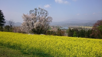 菜の花公園 長野県 の情報 ウォーカープラス