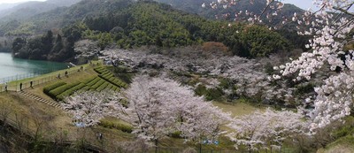 昭和池公園 福岡県 の情報 ウォーカープラス