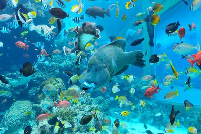 沖縄美ら海水族館 沖縄県 の情報 ウォーカープラス