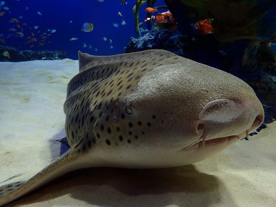 マリホ水族館 広島県 の情報 ウォーカープラス