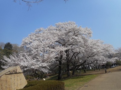 岩本山公園 静岡県 の情報 ウォーカープラス