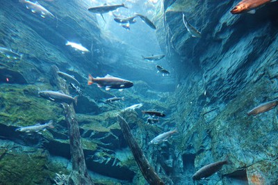 世界淡水魚園水族館 アクア トト ぎふ 岐阜県 の情報 ウォーカープラス