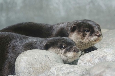 世界淡水魚園水族館 アクア トト ぎふ 岐阜県 の情報 ウォーカープラス