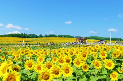 北竜町ひまわりの里 北海道 の情報 ウォーカープラス