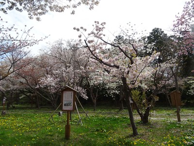 松前公園 北海道 の情報 ウォーカープラス